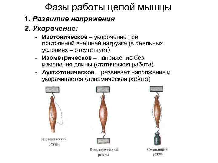 Эксцентрический режим мышцы. Изотонический и изометрический режим работы мышц. Изотонические мышцы. Изотоническое сокращение мышц это. Изометрическое сокращение мышц.