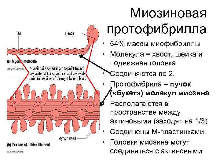 Миозиновая протофибрилла • 54% массы миофибриллы • Молекула = хвост, шейка и Миозиновая протофибрилла • 54% массы миофибриллы • Молекула = хвост, шейка и