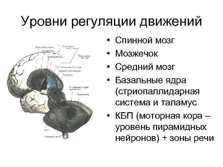 Уровни регуляции движений • Спинной мозг • Мозжечок Уровни регуляции движений • Спинной мозг • Мозжечок