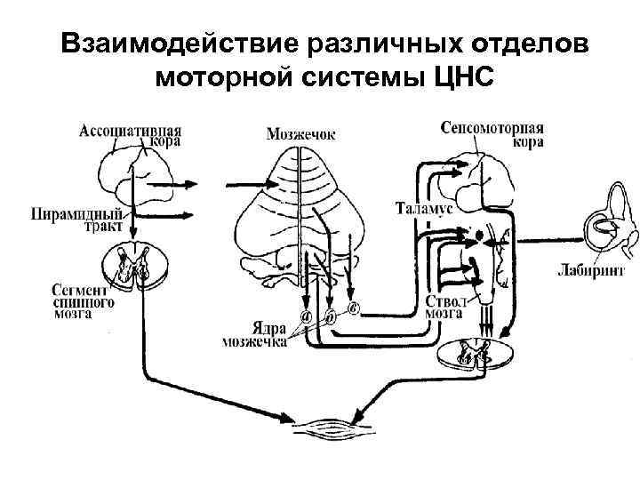 Взаимодействие различных отделов моторной системы ЦНС Взаимодействие различных отделов моторной системы ЦНС