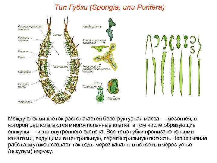     Тип Губки (Spongia, или Porifera) Между слоями клеток располагается бесструктурная