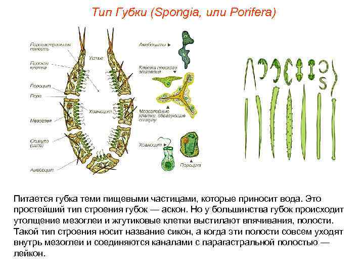    Тип Губки (Spongia, или Porifera) Питается губка теми пищевыми частицами, которые