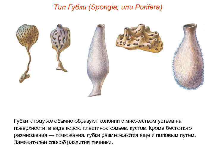    Тип Губки (Spongia, или Porifera) Губки к тому же обычно образуют
