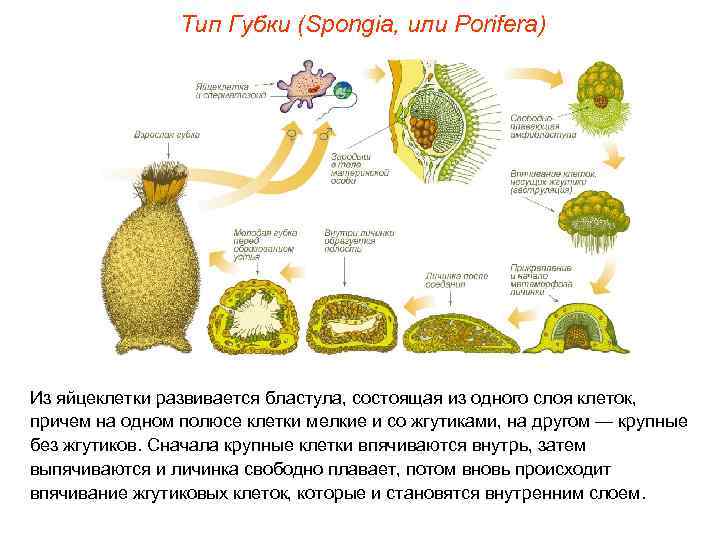     Тип Губки (Spongia, или Porifera) Из яйцеклетки развивается бластула, состоящая