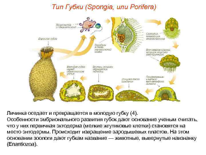     Тип Губки (Spongia, или Porifera) Личинка оседает и превращается в