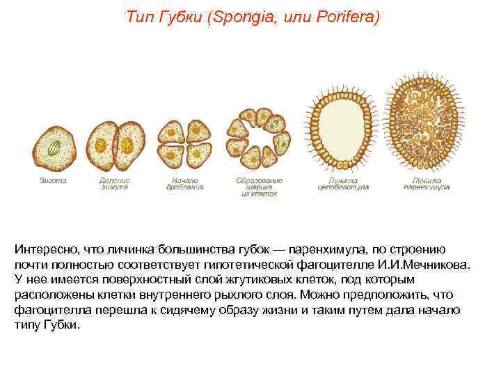    Тип Губки (Spongia, или Porifera) Интересно, что личинка большинства губок —