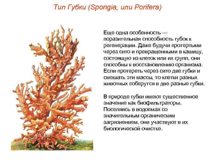Тип Губки (Spongia, или Porifera)   Еще одна особенность —   