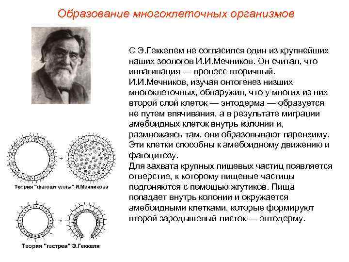 Образование многоклеточных организмов   С Э. Геккелем не согласился один из крупнейших 