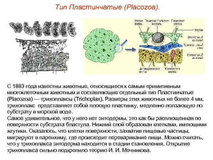    Тип Пластинчатые (Placozoa). С 1883 года известны животные, относящиеся к самым