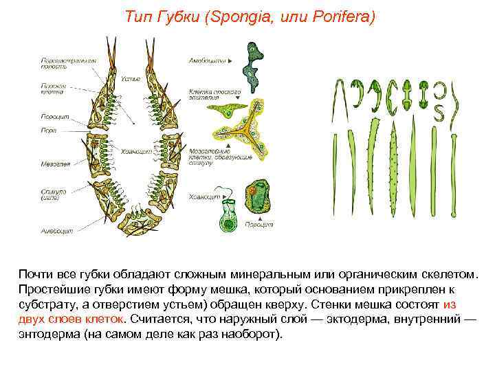     Тип Губки (Spongia, или Porifera) Почти все губки обладают сложным