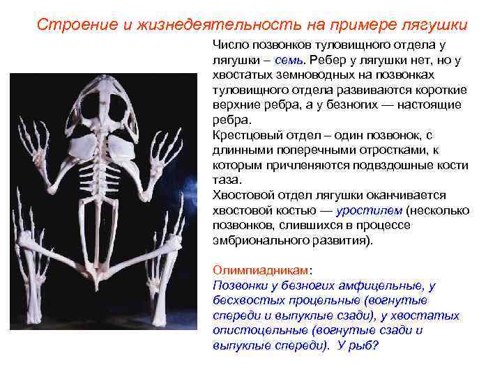 Строение и жизнедеятельность на примере лягушки    Число позвонков туловищного отдела у