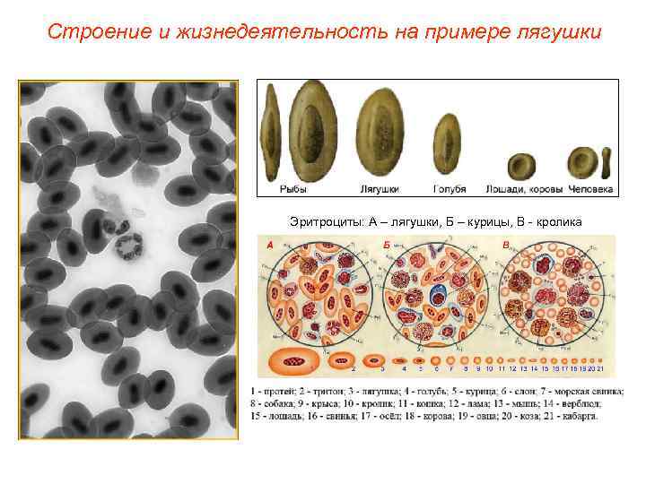 Строение и жизнедеятельность на примере лягушки     Эритроциты: А – лягушки,