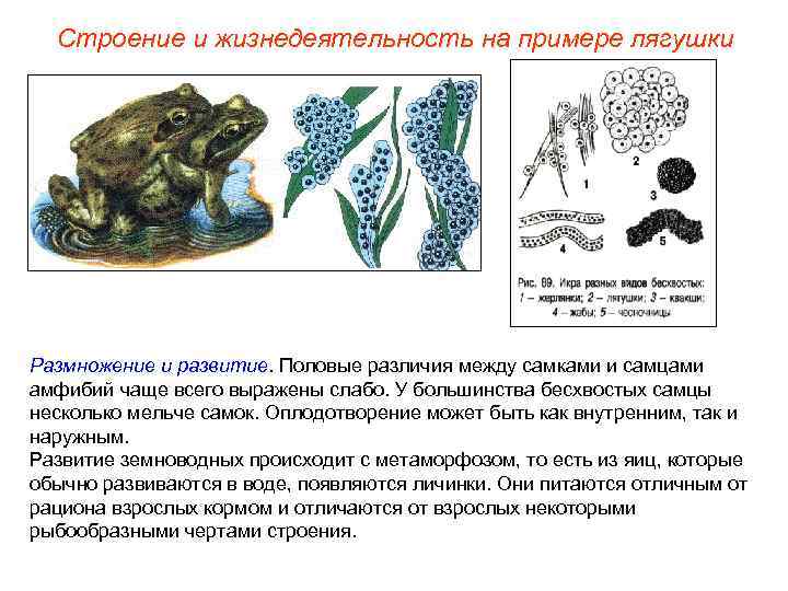  Строение и жизнедеятельность на примере лягушки Размножение и развитие. Половые различия между самками