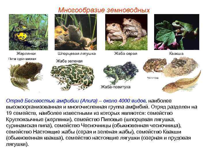     Многообразие земноводных  Жерлянки  Шпорцевая лягушка  Жаба серая
