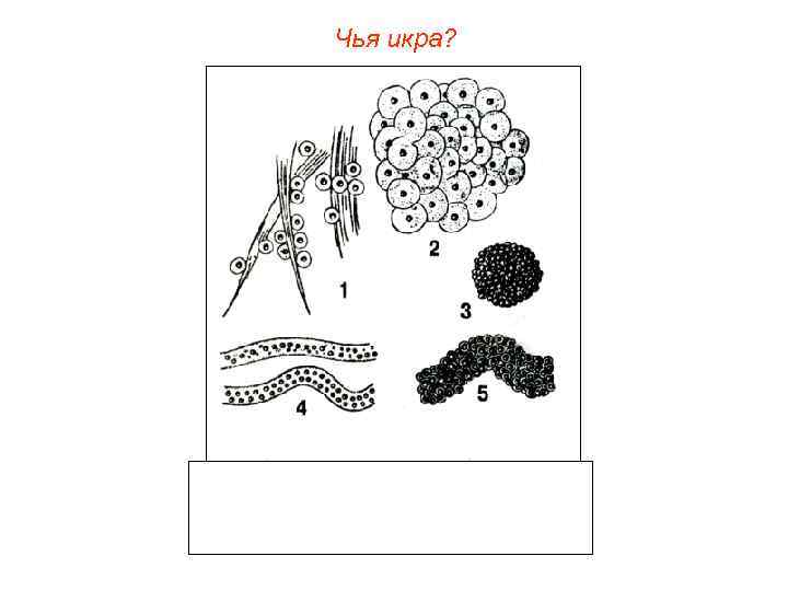 Чья икра? 