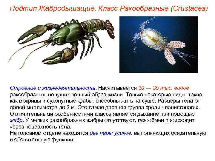 Подтип Жабродышащие, Класс Ракообразные (Crustacea) Строение и жизнедеятельность. Насчитывается 30 — 35 тыс. видов