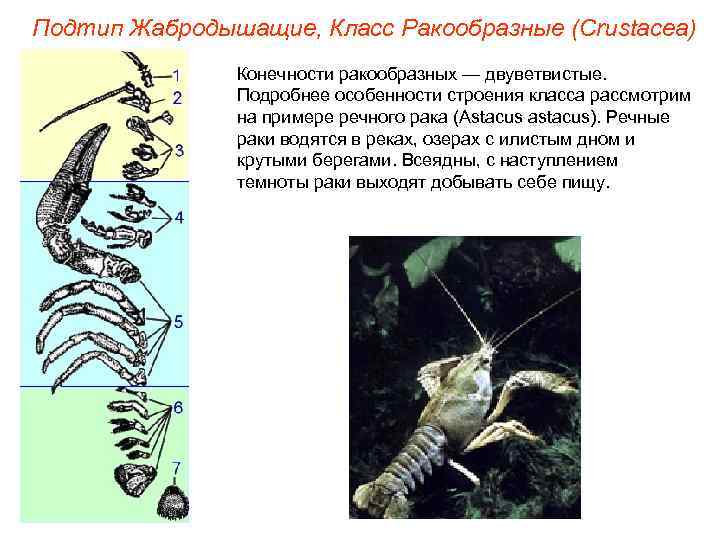 Подтип Жабродышащие, Класс Ракообразные (Crustacea)    Конечности ракообразных — двуветвистые.  