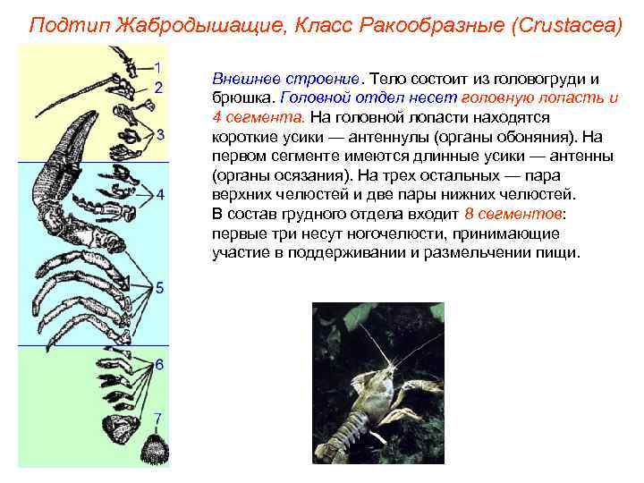 Подтип Жабродышащие, Класс Ракообразные (Crustacea)   Внешнее строение. Тело состоит из головогруди и