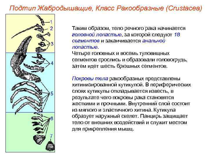 Подтип Жабродышащие, Класс Ракообразные (Crustacea)   Таким образом, тело речного рака начинается 