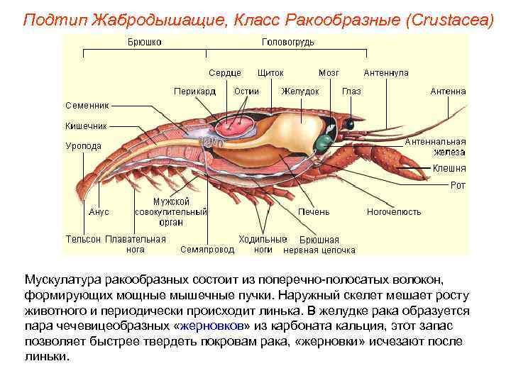 Подтип Жабродышащие, Класс Ракообразные (Crustacea) Мускулатура ракообразных состоит из поперечно-полосатых волокон, формирующих мощные мышечные