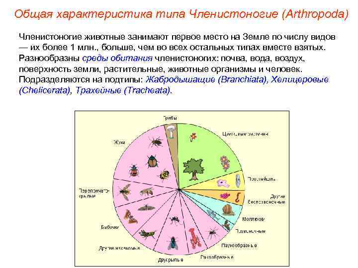 Общая характеристика типа Членистоногие (Arthropoda) Членистоногие животные занимают первое место на Земле по числу