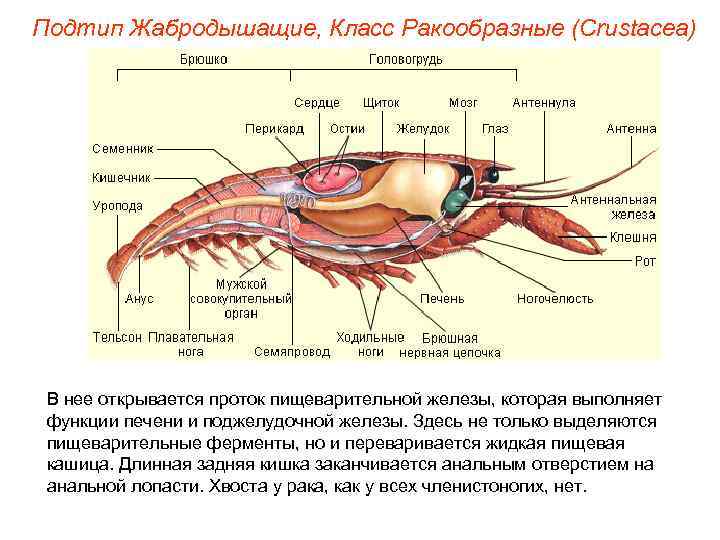 Подтип Жабродышащие, Класс Ракообразные (Crustacea) В нее открывается проток пищеварительной железы, которая выполняет функции
