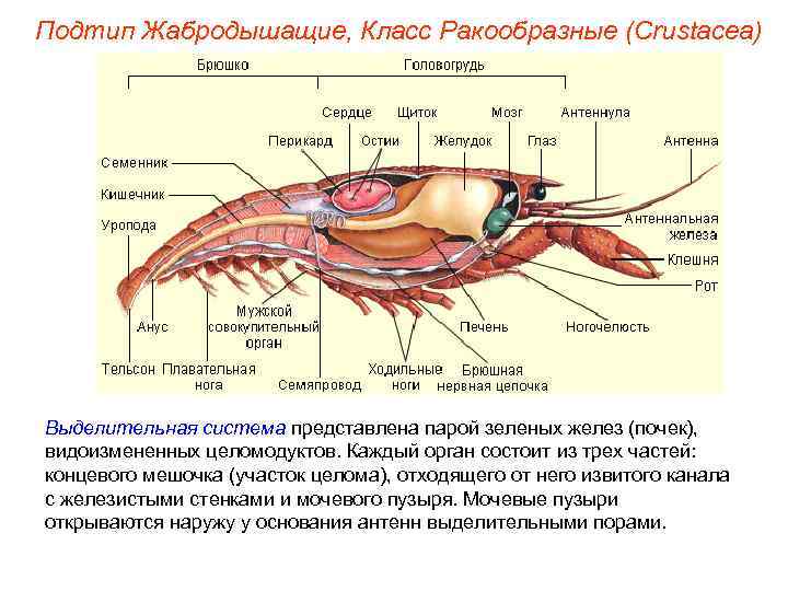 Подтип Жабродышащие, Класс Ракообразные (Crustacea) Выделительная система представлена парой зеленых желез (почек), видоизмененных целомодуктов.