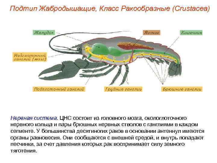Подтип Жабродышащие, Класс Ракообразные (Crustacea) Нервная система. ЦНС состоит из головного мозга, окологлоточного нервного