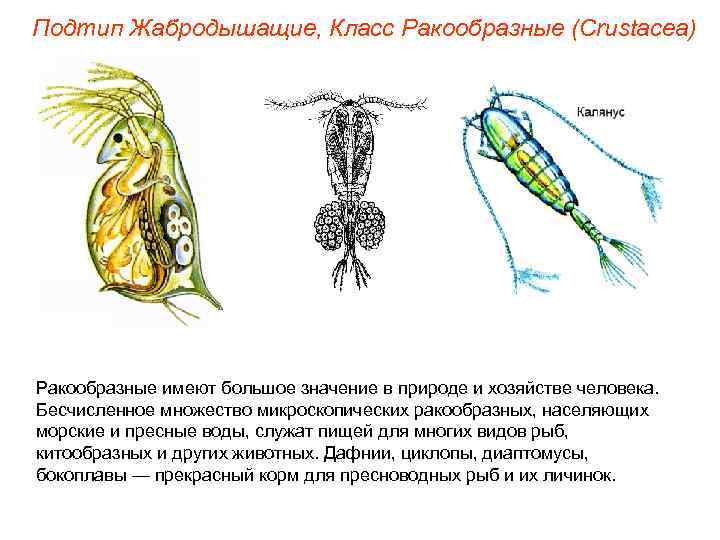 Подтип Жабродышащие, Класс Ракообразные (Crustacea) Ракообразные имеют большое значение в природе и хозяйстве человека.