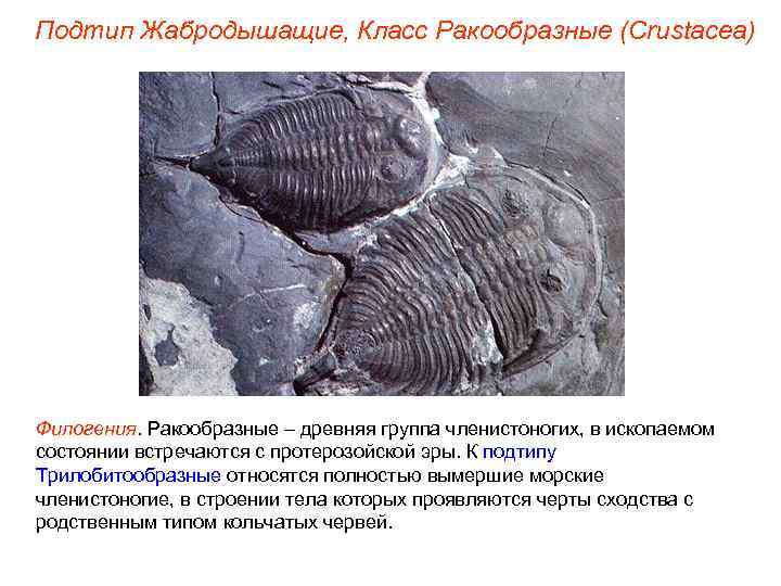 Подтип Жабродышащие, Класс Ракообразные (Crustacea) Филогения. Ракообразные – древняя группа членистоногих, в ископаемом состоянии
