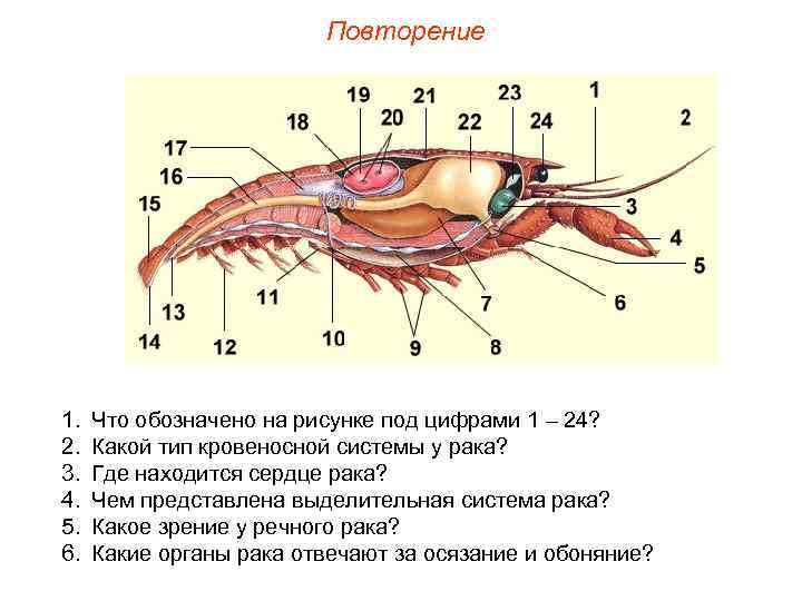      Повторение 1.  Что обозначено на рисунке под цифрами