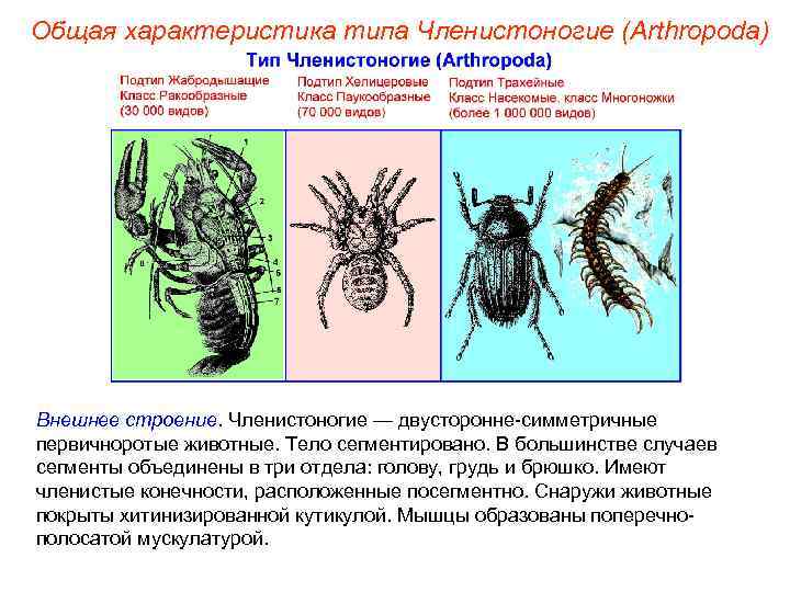 Общая характеристика типа Членистоногие (Arthropoda) Внешнее строение. Членистоногие — двусторонне-симметричные первичноротые животные. Тело сегментировано.
