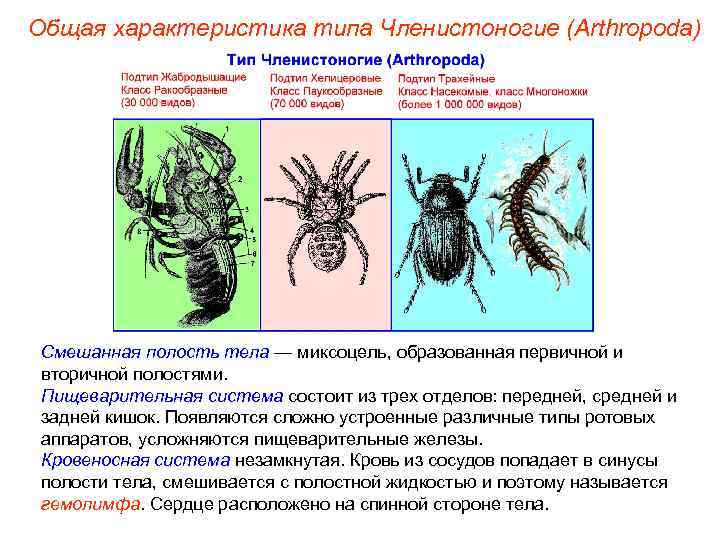 Общая характеристика типа Членистоногие (Arthropoda) Смешанная полость тела — миксоцель, образованная первичной и вторичной