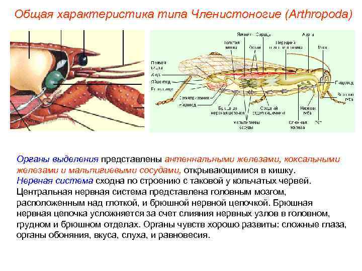 Общая характеристика типа Членистоногие (Arthropoda) Органы выделения представлены антеннальными железами, коксальными железами и мальпигиевыми