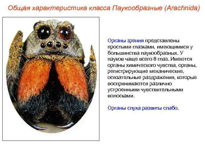 Общая характеристика класса Паукообразные (Arachnida)      Органы зрения представлены 