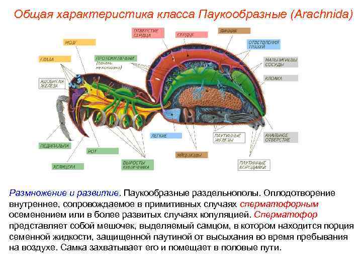 Общая характеристика класса Паукообразные (Arachnida) Размножение и развитие. Паукообразные раздельнополы. Оплодотворение внутреннее, сопровождаемое в