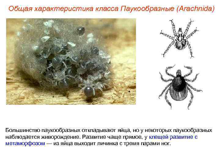 Общая характеристика класса Паукообразные (Arachnida) Большинство паукообразных откладывают яйца, но у некоторых паукообразных наблюдается