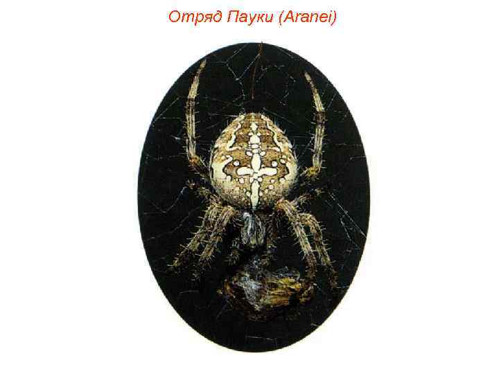 Отряд Пауки (Aranei) 