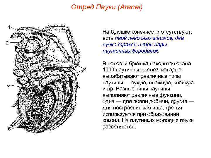 Отряд Пауки (Aranei)  На брюшке конечности отсутствуют,   есть пара легочных мешков,