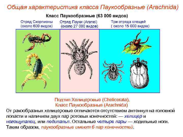 Общая характеристика класса Паукообразные (Arachnida)     Подтип Хелицеровые (Chelicerata),  