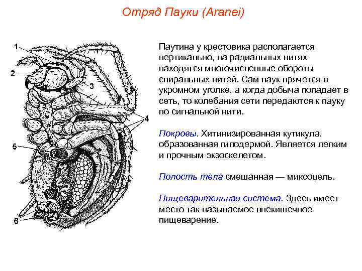 Отряд Пауки (Aranei)  Паутина у крестовика располагается  вертикально, на радиальных нитях 