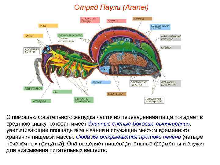     Отряд Пауки (Aranei) С помощью сосательного желудка частично переваренная пища