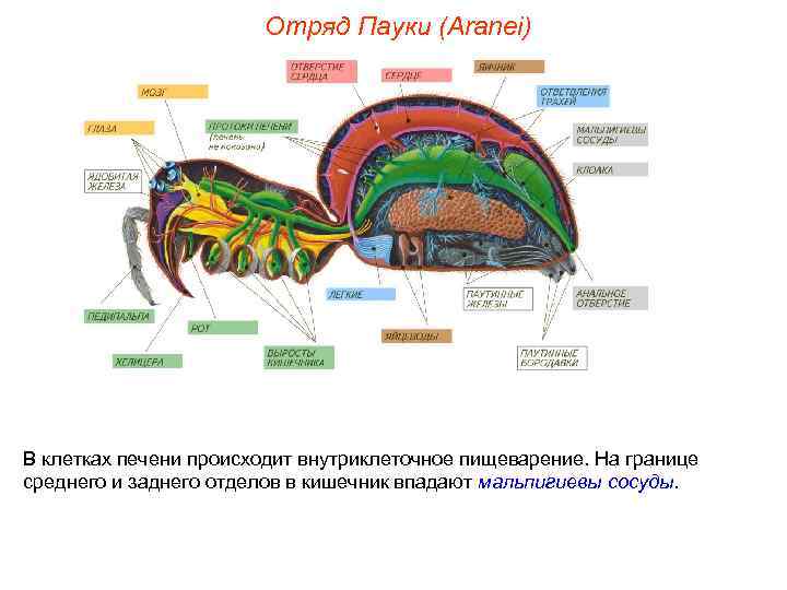     Отряд Пауки (Aranei) В клетках печени происходит внутриклеточное пищеварение. На
