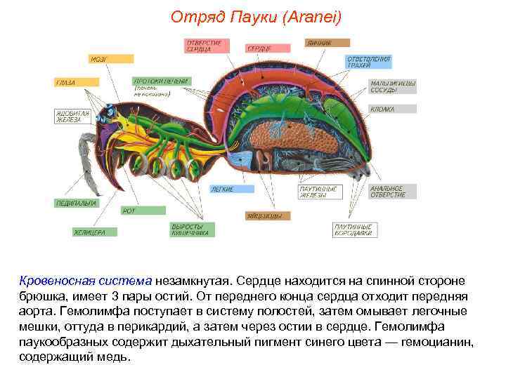     Отряд Пауки (Aranei) Кровеносная система незамкнутая. Сердце находится на спинной