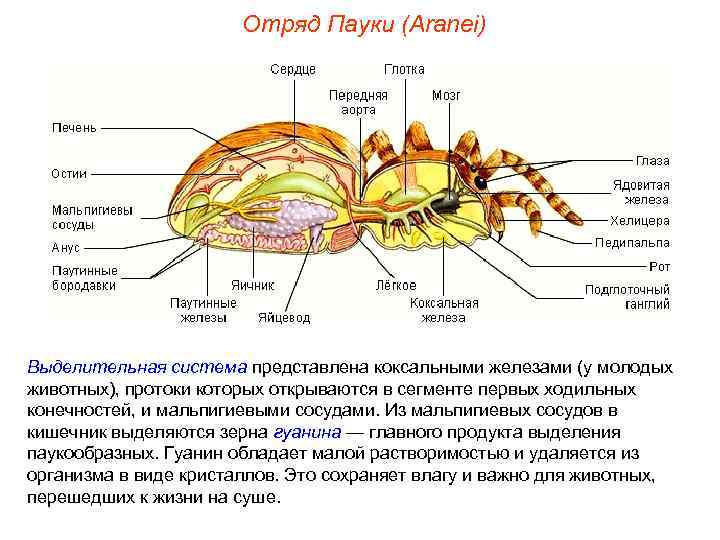     Отряд Пауки (Aranei) Выделительная система представлена коксальными железами (у молодых
