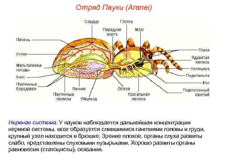     Отряд Пауки (Aranei) Нервная система. У пауков наблюдается дальнейшая концентрация