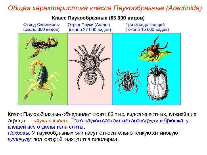Общая характеристика класса Паукообразные (Arachnida) Класс Паукообразные объединяет около 63 тыс. видов животных, важнейшие