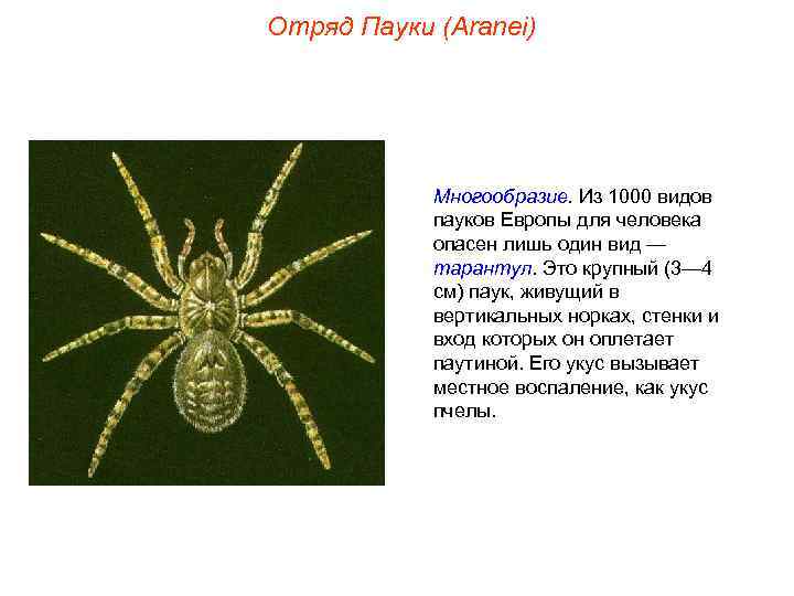 Отряд Пауки (Aranei)   Многообразие. Из 1000 видов   пауков Европы для