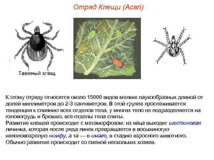     Отряд Клещи (Acari) К этому отряду относятся около 15000 видов