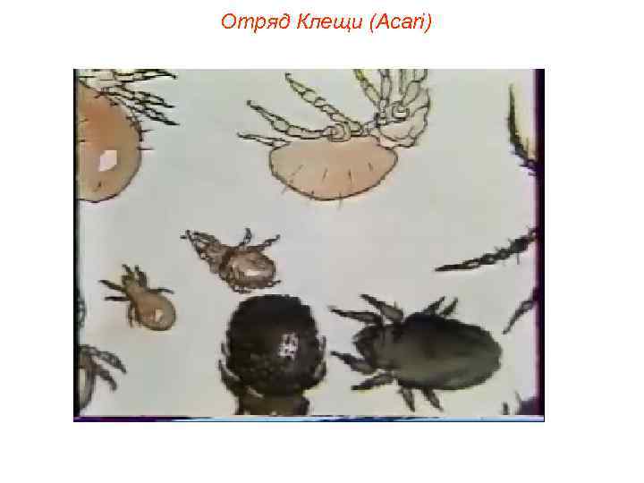 Отряд Клещи (Acari) 